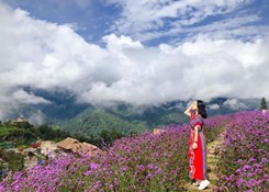 Tour: BUS HANOI - SAPA (LIMOUSINE 9 SEATS)