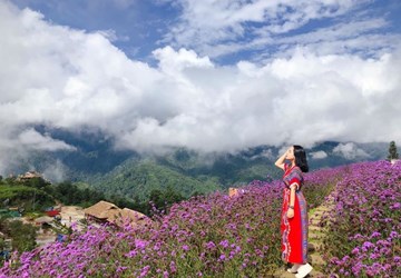 Tour: BUS HANOI - SAPA (LIMOUSINE 9 SEATS)